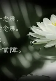 《青荷生白莲灭》封面