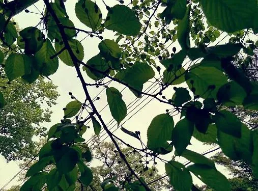 《桑茂年华》小说封面