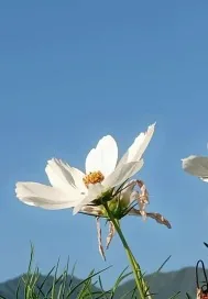 《成长漫事》小说封面