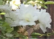 《异日浮花》封面