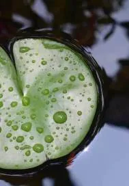《缆镇语录》小说封面