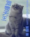 《宠物天王》小说封面
